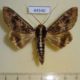 44540p-Noctuidae-Sphingomorpha-chlorea-Uganda-13