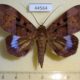 44564p-Noctuidae-Ischyja-marapok-Vietnam-10