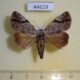 44629p Noctuidae Chalconyx sp. secunda Vietnam $5
