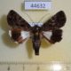 44632p-Noctuidae-Aedia-sp.-Vietnam-5