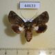 44633p Noctuidae Aedia lobata Vietnam $5
