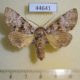 44641p-Noctuidae-Ortopla-reliquenda-Vietnam-7