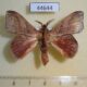44644p Lasiocampidae Arguda sp. decurtata Vietnam $7