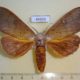 44658p-Notodontidae-Euhampsonia-serratifera-Vietnam-10