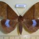 44668p-Noctuidae-Ischyja-marapok-f-Vietnam-10