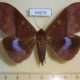 44679p-Noctuidae-Ischyja-marapok-f-Vietnam-10
