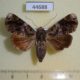 44688p-Noctuidae-Corythurus-nocturnus-f-Vietnam-7