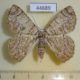 44689p-Geometridae-Pachyodes-iterans-f-Vietnam-8