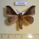 44766p Lasiocampidae Cerberolebeda styx Vietnam $9