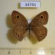 44784p-Satyridae-Ypthima-baldus-Vietnam-3