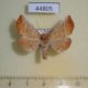 44805p-Noctuidae-Pygopteryx-suavis-Primorye-8