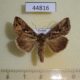44816p-Noctuidae-Ctenoplusia-agnata-Primorye-8