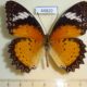 44820p-Nymphalidae-Cethosia-cyane-euanthes-Thailand-6