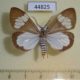 44825p-Arctiidae-Nyctemera-baulus-Vietnam-6