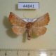 44841p-Noctuidae-Pygopteryx-suavis-Primorye-6