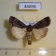 44896p-Noctuidae-Pseudohermonassa-melancholica-Krasnoyarsk-reg.-6