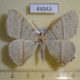 44943p-Geometridae-Neohipparchus-sp.-Vietnam-7