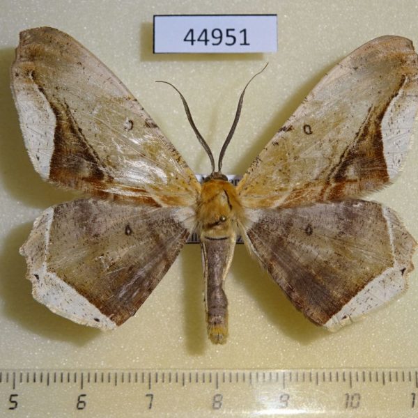 Geometridae Chorodna metaphaearia Vietnam