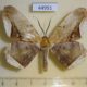 44951p-Geometridae-Chorodna-metaphaearia-Vietnam-7