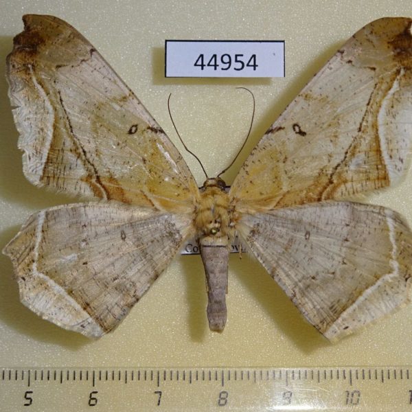 Geometridae Chorodna metaphaearia f Vietnam