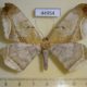 44954p-Geometridae-Chorodna-metaphaearia-f-Vietnam-10