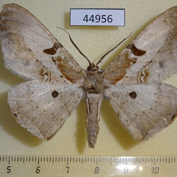 Geometridae Chorodna erebusaria Vietnam
