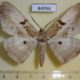 44956p-Geometridae-Chorodna-erebusaria-Vietnam-9