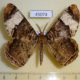 45074p-Geometridae-Xandrames-latiferaria-Vietnam-7
