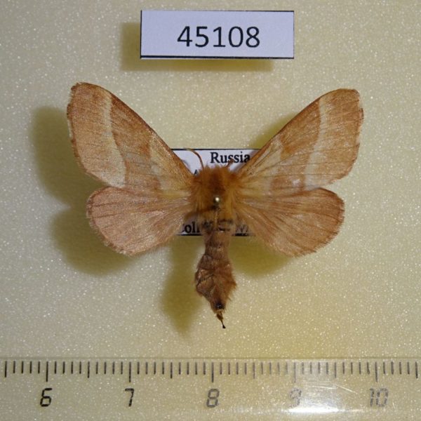 Lasiocampidae Malacosoma neustria testacea f Amur reg.