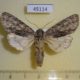 45114p-Noctuidae-Acronicta-hercules-Primorye-6