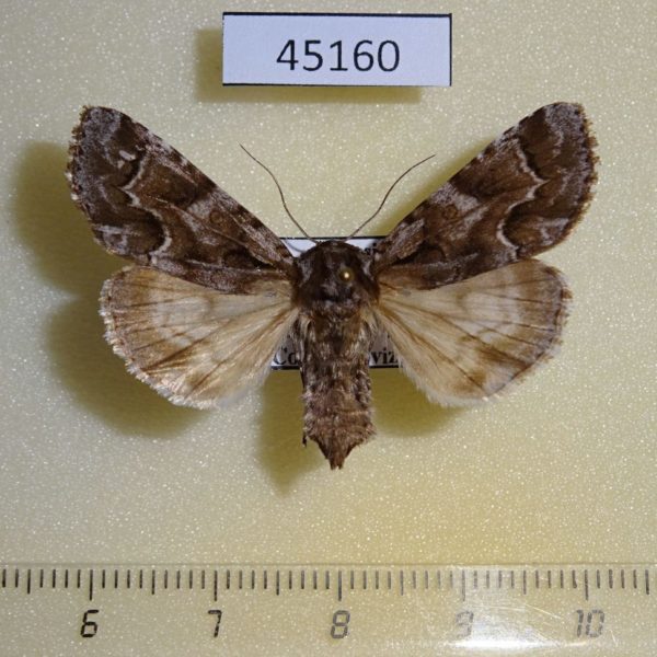 Noctuidae Acronicta digna f Primorye