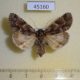 45160p-Noctudae-Acronicta-digna-f-Primorye-8