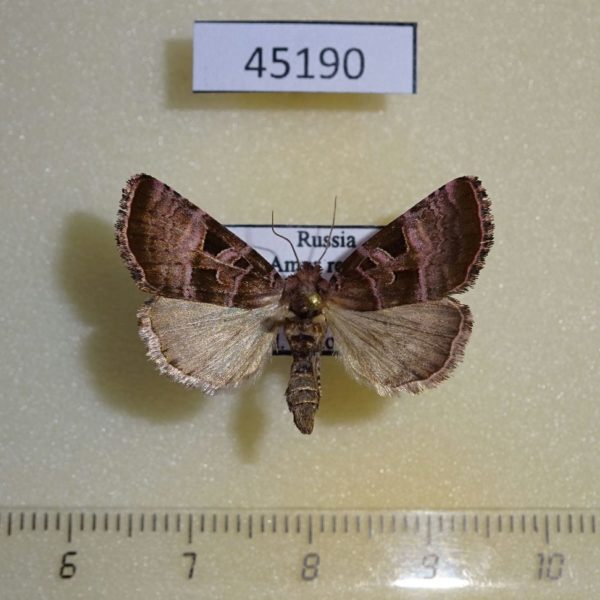 Noctuidae Eucarta amethystina Primorye