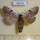 45225p-Notodontidae-Lophocosma-atriplaga-Primorye-6