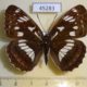 45283p-Nymphalidae-Limenitis-helmanni-f-Primorye-8