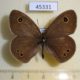 45331p-Satyridae-Ypthima-argus-Primorye-4