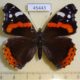 45443p-Nymphalidae-Vanessa-atalanta-Chuvashia-rep.-7