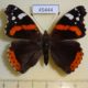 45444p-Nymphalidae-Vanessa-atalanta-Chuvashia-rep.-7