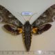 45452p-Sphingidae-Cocytius-duponchel-f-Dominicana-15