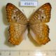 45471p-Nymphalidae-Anartia-jatrophae-saturata-Dominicana-5