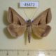 45472p-Noctuidae-Perasia-garnoti-Dominicana-7