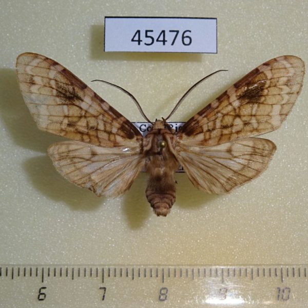 Arctiidae Phaegoptera melanoplaga Costa Rica