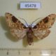 45478p-Arctiidae-Phaegoptera-melanoplaga-Costa-Rica-6