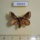 45494p-Lasiocampidae-Euglyphis-libnites-Costa-Rica-7