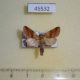 45532p-Noctuidae-Virgo-datanidia-f-Primorye-20