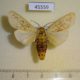 45559p-Arctiidae-Madagascarctia-cellularis-Madagascar-12