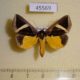 45569p-Noctuidae-Fodina-hayesi-Madagascar-9