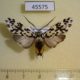 45575p-Arctiidae-Galethalea-portoricensis-Dominicana-7