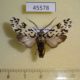 45578p-Arctiidae-Galethalea-portoricensis-Dominicana-8