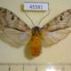 45581p-Arctiidae-Halysidota-ata-f-Dominicana-10